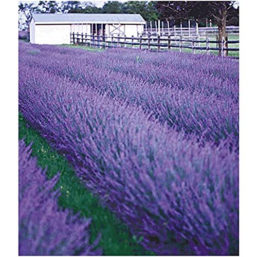 Die beste lavendel pflanze baldur garten lavendel phenomenal Bestsleller kaufen