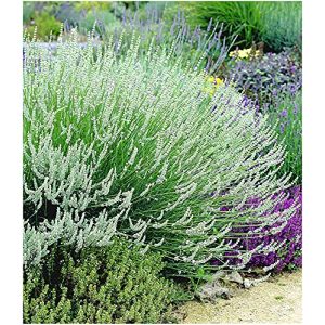 Lavendel-Pflanze BALDUR Garten Weißer Lavendel, 3 Pflanzen