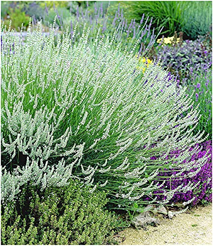 Die beste lavendel pflanze baldur garten weisser lavendel 3 pflanzen Bestsleller kaufen