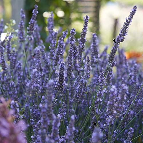 Lavendel-Pflanze Bloomique Lavendel Angustifolia ↕15-20 cm