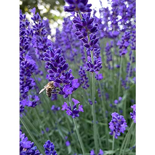 Lavendel-Pflanze Bloomique Lavendel Angustifolia ↕15-20 cm