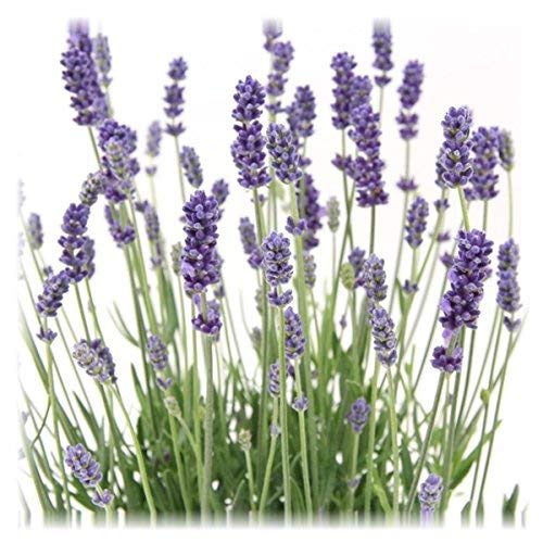 Die beste lavendel pflanze blumen senf 6 pflanzen lavandula angustifolia Bestsleller kaufen