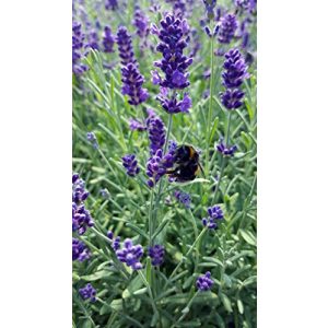 Lavendel-Pflanze unsere-gaertnerei-mueller Lavendel 12 Stück