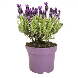 Lavendel-Pflanze ZYNESFLORA 1x Lavandula Angustifolia