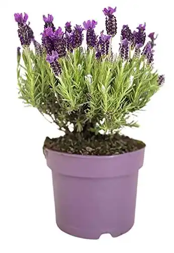 Lavendel-Pflanze ZYNESFLORA 1x Lavandula Angustifolia