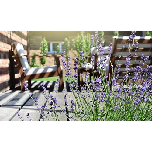 Lavendel-Pflanze ZYNESFLORA 1x Lavandula Angustifolia