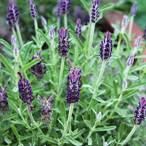 Lavendel-Pflanze ZYNESFLORA 1x Lavandula Angustifolia