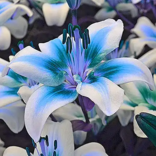 Lilien-Zwiebeln Qhaitang 3x Lilien Zwiebeln Kollektion, Garten Mix