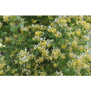 Lonicera PlantaPro japonica ‘Halliana’ 2L 60-100 Gelbbunt