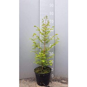 Mammutbaum PFLANZHITS Ihr Pflanzenpartner 2st. Set 15-25cm