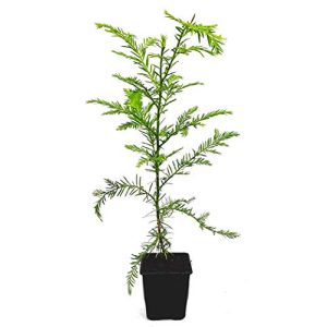 Mammutbaum Seedeo ® Küsten – Pflanze ca. 20 cm – 30 cm hoch
