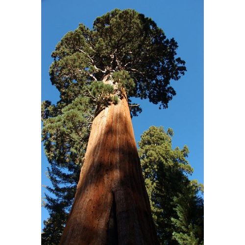 Mammutbaum Urweltbäume Seedeo® Berg, Pflanze 2 Jahre