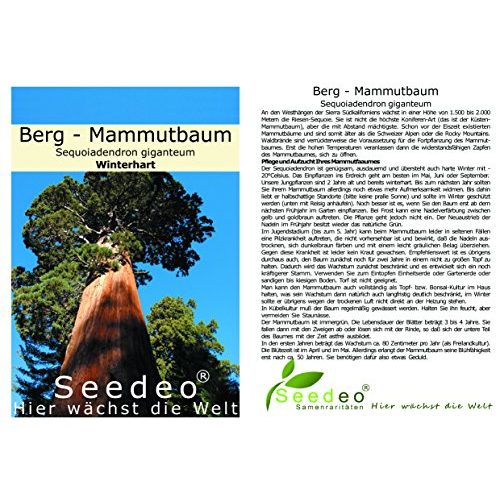 Mammutbaum Urweltbäume Seedeo® Berg, Pflanze 2 Jahre