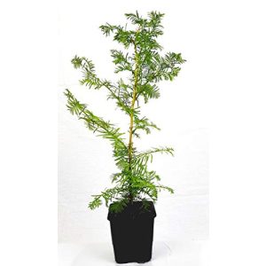 Mammutbaum Urweltbäume Seedeo® Urwelt- Pflanze 3 Jahre