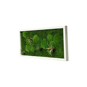 Moosbild Moos Design Pflanzenbild mit lebenden Pflanzen