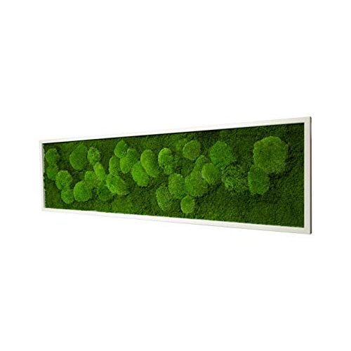 Moosbild Moos-Design Pflanzenbild Weiß, 140×40 cm