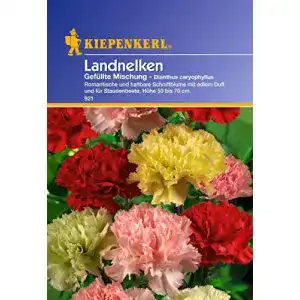 Nelken-Samen