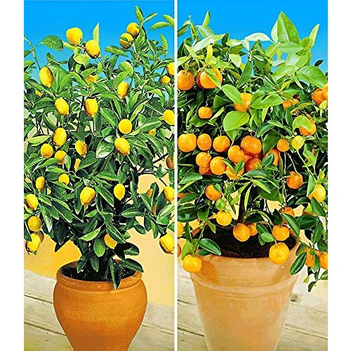 Orangenbaum BALDUR Garten 2 Pflanzen, mehrjährig