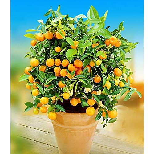 Orangenbaum BALDUR Garten 2 Pflanzen, mehrjährig