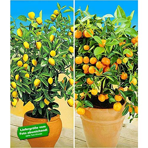 Die beste orangenbaum baldur garten 2 pflanzen mehrjaehrig Bestsleller kaufen