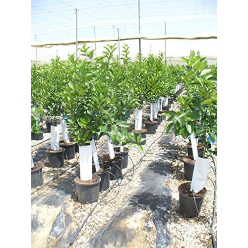 Orangenbaum Eigene Produktion, Citrus sinensis naranjo