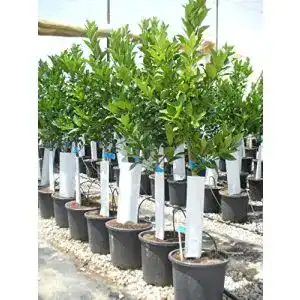 Orangenbaum
