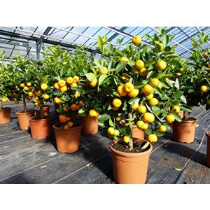 Orangenbaum gruenwaren jakubik Calamondin Stamm Busch