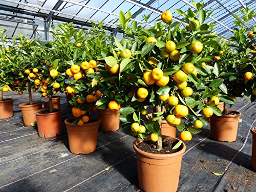 Die beste orangenbaum gruenwaren jakubik calamondin stamm busch Bestsleller kaufen