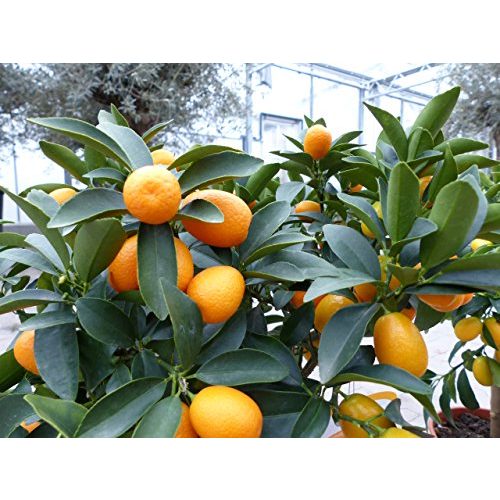 Orangenbaum gruenwaren jakubik Kumquat Zwergorange