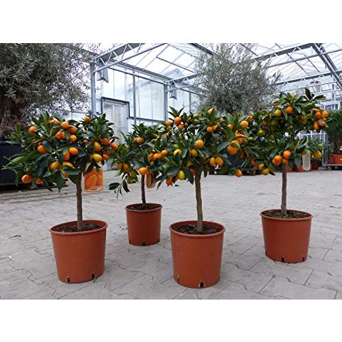 Orangenbaum gruenwaren jakubik Kumquat Zwergorange