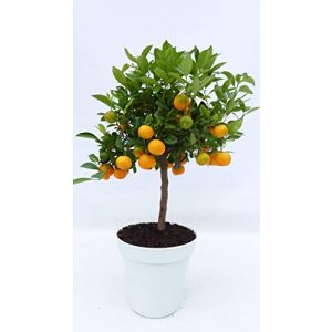 Orangenbaum JH Grünwaren GmbH & Co. KG Calamondin Orange