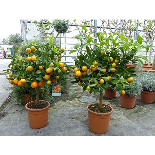Orangenbaum JH Grünwaren GmbH & Co. KG Calamondin Orange