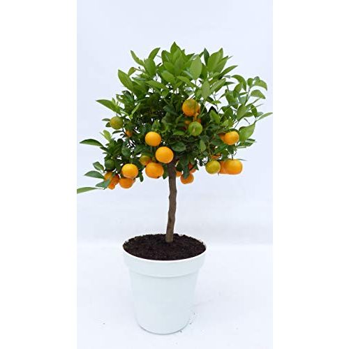 Die beste orangenbaum jh gruenwaren gmbh co kg calamondin orange Bestsleller kaufen