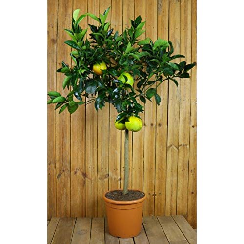 Orangenbaum Meine Orangerie Grande 110 – 140 cm