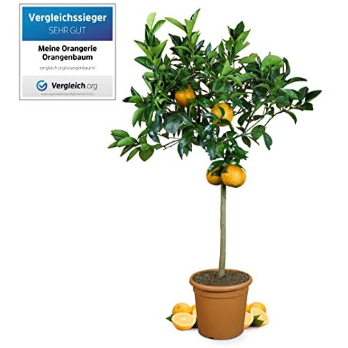 Orangenbaum Meine Orangerie Grande 110 – 140 cm