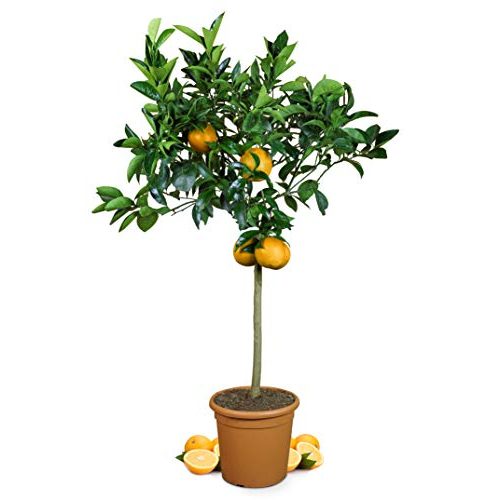 Die beste orangenbaum meine orangerie grande 110 140 cm Bestsleller kaufen