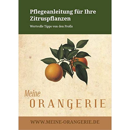 Orangenbaum Meine Orangerie Mezzo 70 bis 90 cm