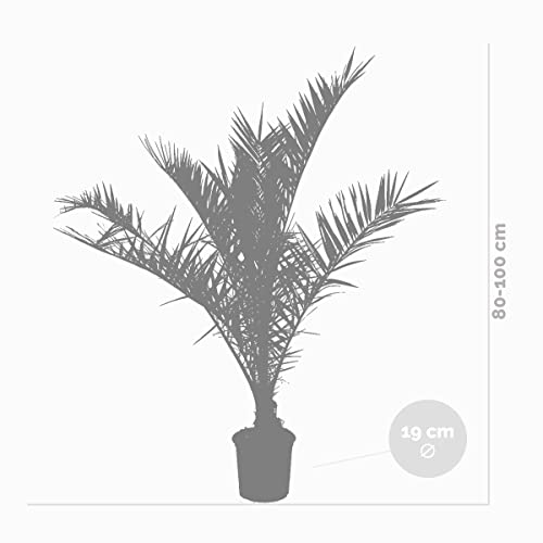 Palme Bloomique Phoenix ‘Canariensis’ Kanarische Dattel