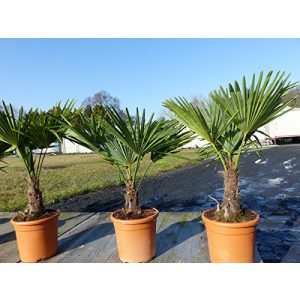 Palme gruenwaren jakubik Hanf ‘M’ Trachycarpus fortunei
