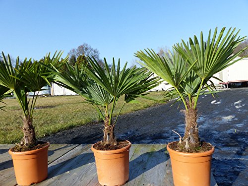 Die beste palme gruenwaren jakubik hanf m trachycarpus fortunei Bestsleller kaufen
