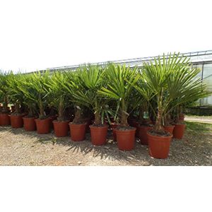 Palme gruenwaren jakubik XL 120-140 cm Trachycarpus fortunei
