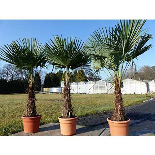 Palme gruenwaren jakubik XXL winterhart 140-170 cm
