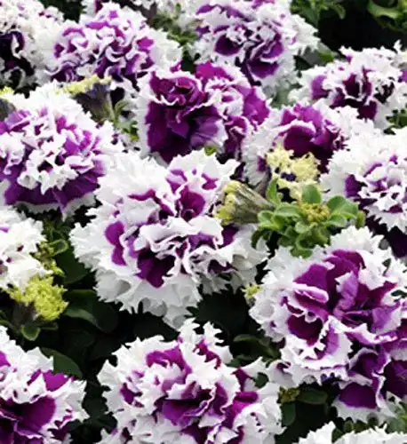 Petunien-Samen Dürr-Samen Petunie Pirouette Purple einjährig