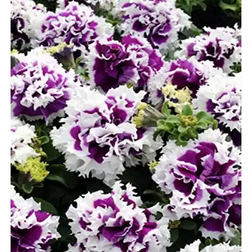 Petunien-Samen Dürr-Samen Petunie Pirouette Purple einjährig