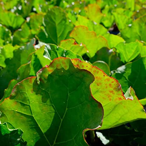 Rhabarber-Pflanze Kölle Bio Rhabarber ‘Livingstone’, 3 Liter Topf