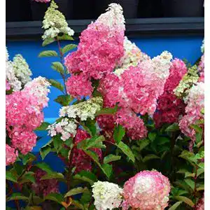 Rispenhortensie Baumschule Fraise Melba 60-80cm