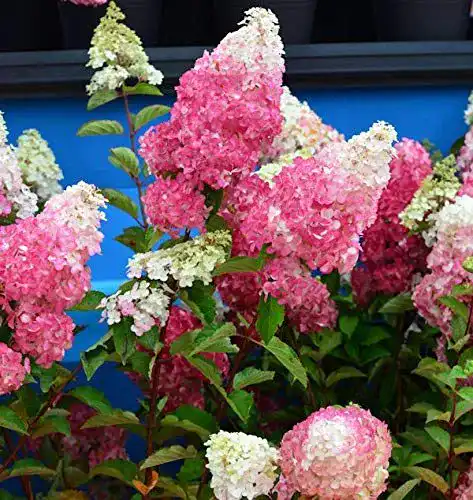 Rispenhortensie Baumschule Fraise Melba 60-80cm