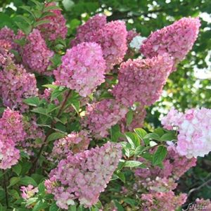 Panicle Hydrangea Garden Schlueter Sundae Fraise white-pink
