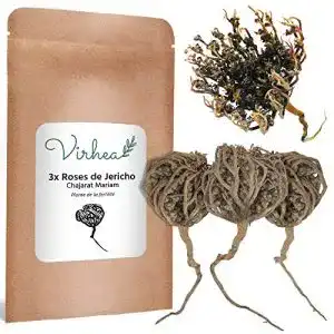 Rose von Jericho