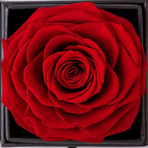 Rosenbox E-MANIS Schönheit und das Biest Rose Handgemacht